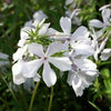 Phlox d. 'May Breeze'