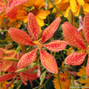 Belamcanda chinensis