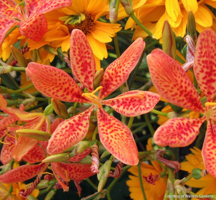 Belamcanda chinensis