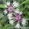 Centaurea m. 'Amethyst in Snow'