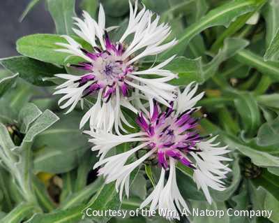 Centaurea m. 'Amethyst in Snow'