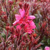 Gaura 'Gaudi Red'