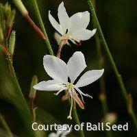 Gaura l. Belleza® White