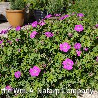 Geranium s. 'New Hampshire Purple'