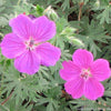 Geranium 'Tiny Monster'