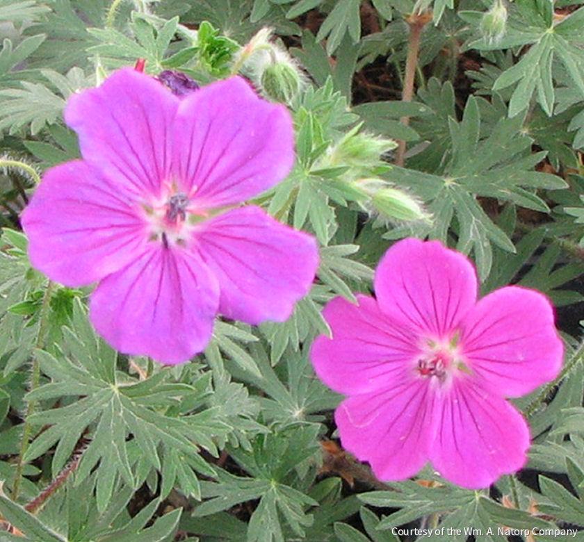 Geranium 'Tiny Monster'