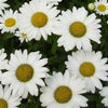 Leucanthemum x s. 'Becky'