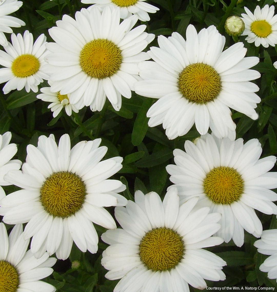 Leucanthemum x s. 'Becky'