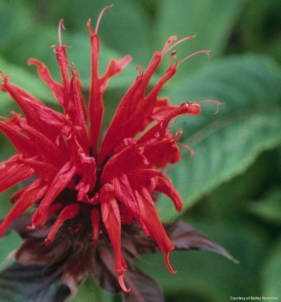 Monarda d. 'Jacob Cline'