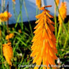 Kniphofia 'Mango Popsicle'