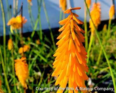 Kniphofia 'Mango Popsicle'