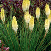 Kniphofia 'Pineapple Popsicle'