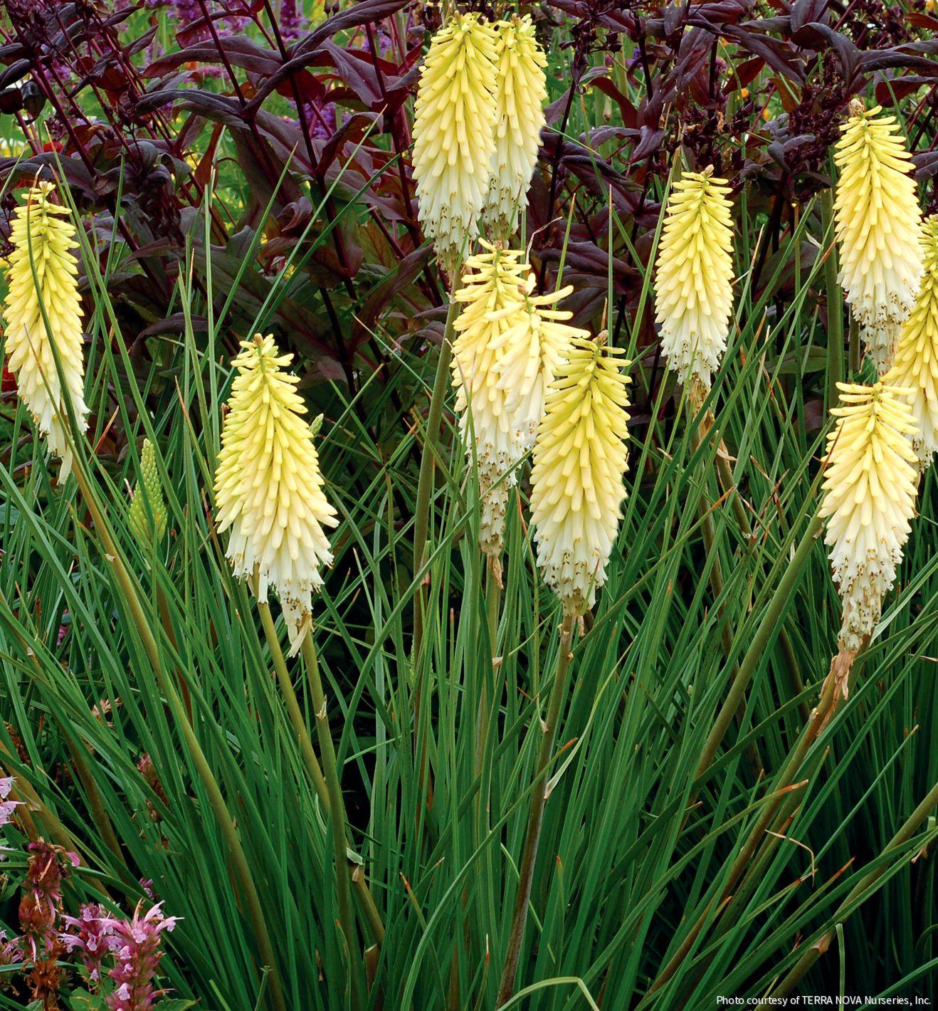 Kniphofia 'Pineapple Popsicle'