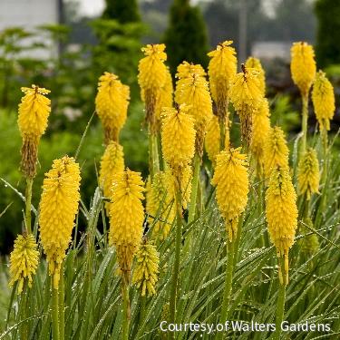 Kniphofia Pyromania® 'Solar Flare'