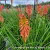 Kniphofia 'Redhot Popsicle'