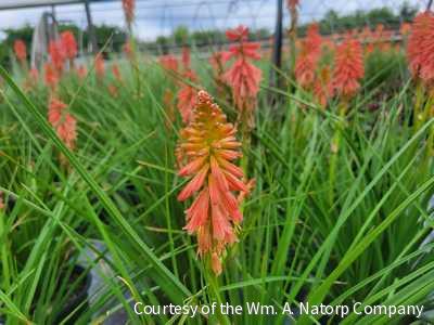 Kniphofia 'Redhot Popsicle'