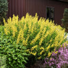 Baptisia 'American Goldfinch'
