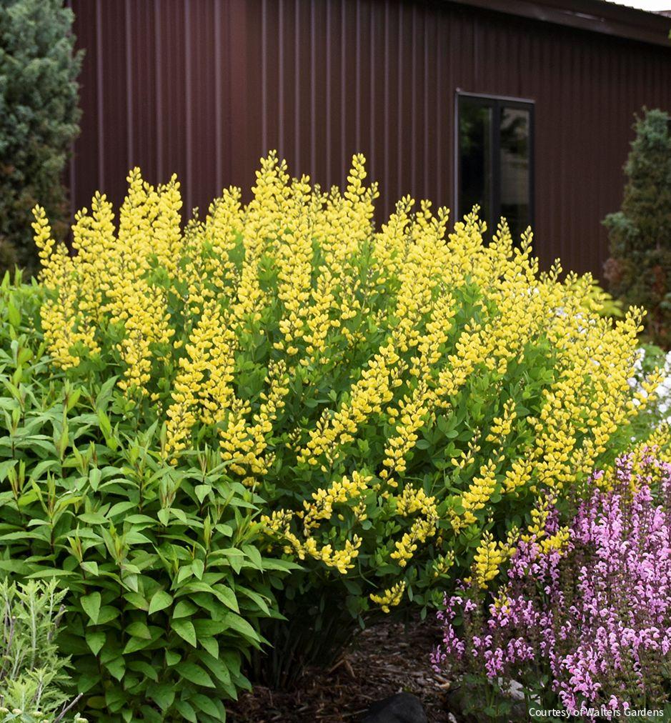 Baptisia 'American Goldfinch'