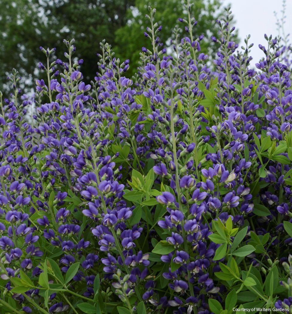 Baptisia Decadence® 'Blueberry Sundae'
