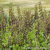 Baptisia Decadence® 'Dark Chocolate'