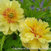 Paeonia (ITOH) 'Bartzella'