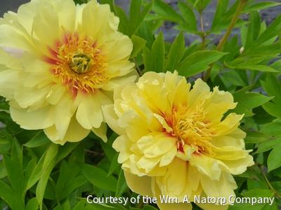 Paeonia (ITOH) 'Bartzella'