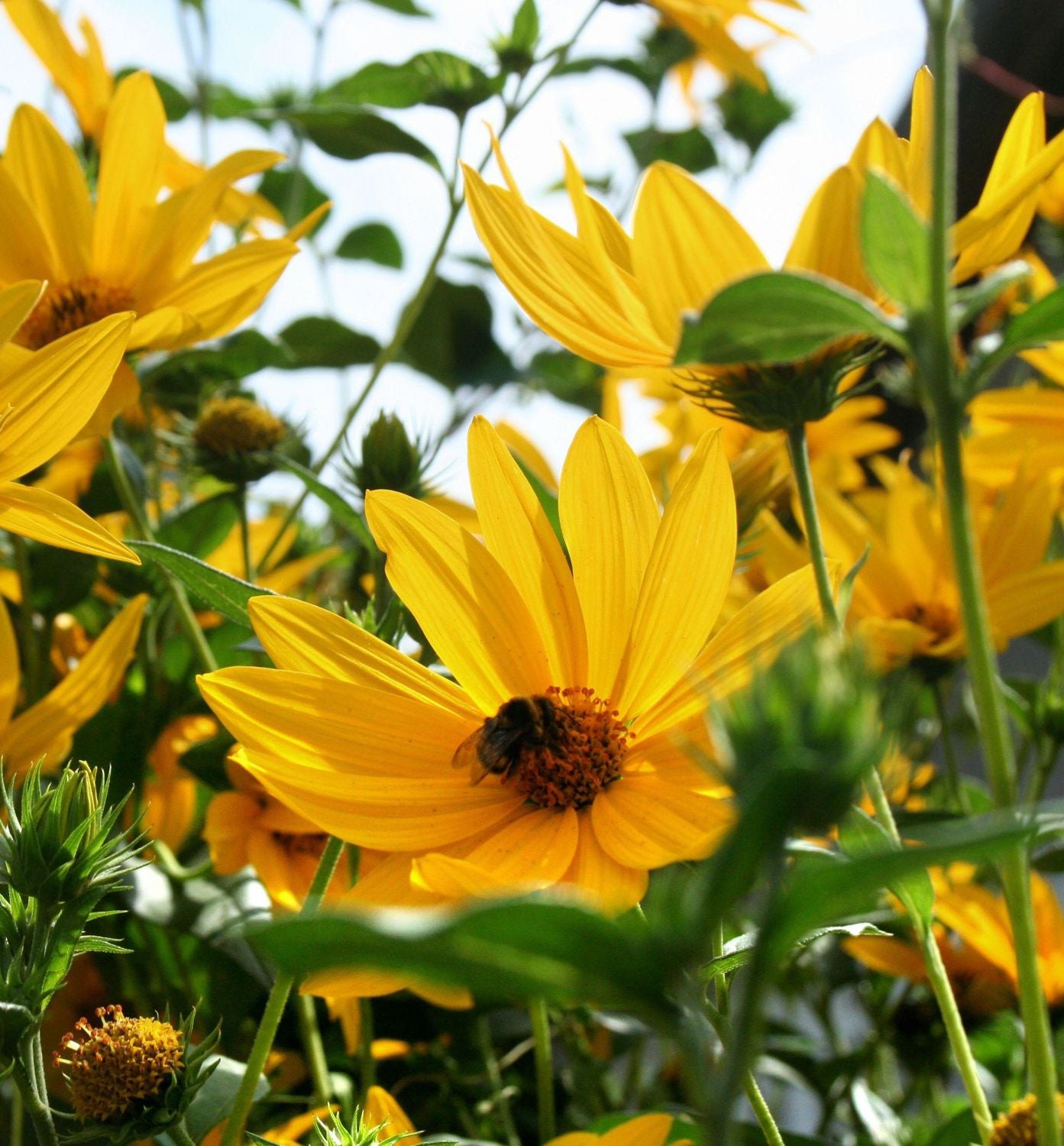 Heliopsis 'Summer Nights'