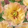 Paeonia (ITOH) 'Canary Brilliants'