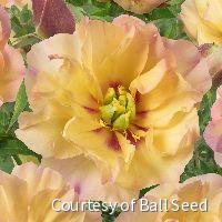 Paeonia (ITOH) 'Canary Brilliants'