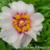 Paeonia (ITOH) Cora Louise