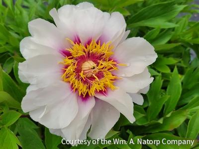 Paeonia (ITOH) Cora Louise