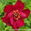 Paeonia (ITOH) 'Scarlet Heaven'