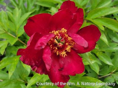 Paeonia (ITOH) 'Scarlet Heaven'