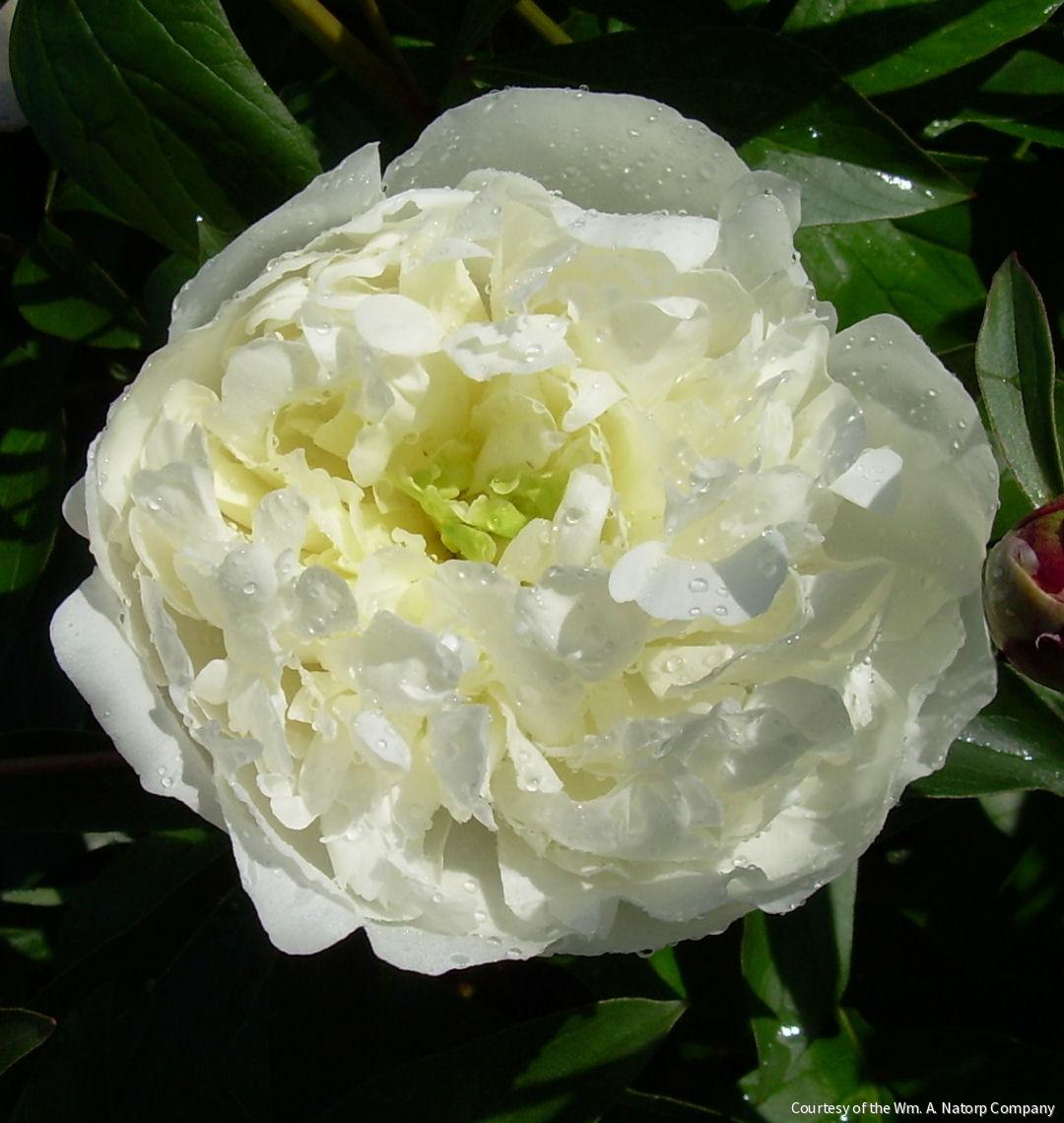 Paeonia 'Festiva Maxima'