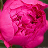 Paeonia 'Kansas'