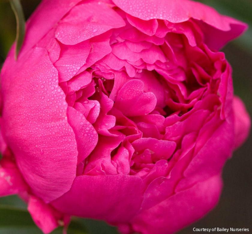 Paeonia 'Kansas'