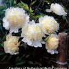 Paeonia 'Laura Dessert'
