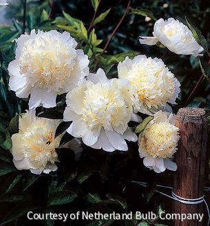 Paeonia 'Laura Dessert'