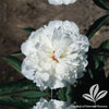 Paeonia 'Shirley Temple'