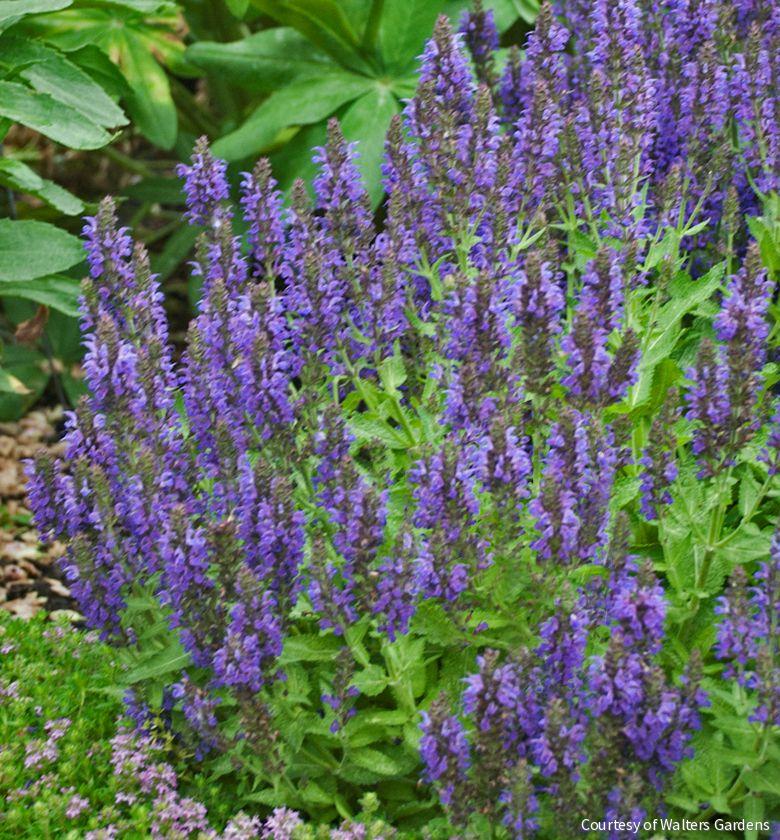 Salvia n. 'Marcus'