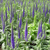 Veronica 'Royal Candles'