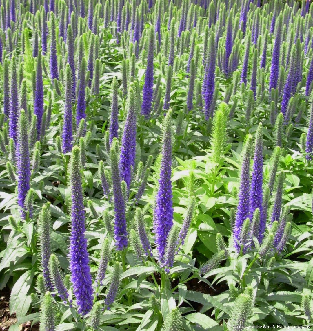 Veronica 'Royal Candles'