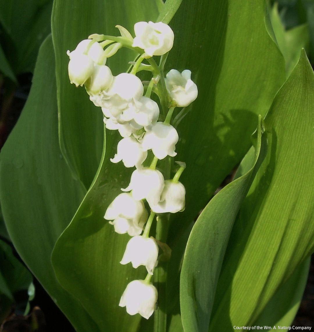 Convallaria majalis