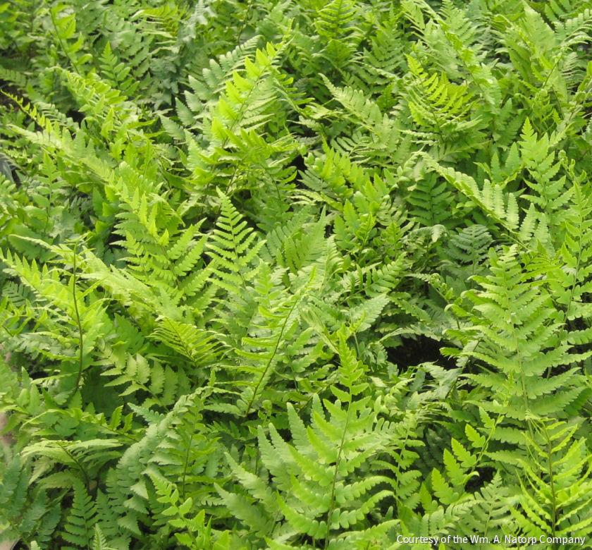 Fern [Dixie Wood] Dryopteris x australis