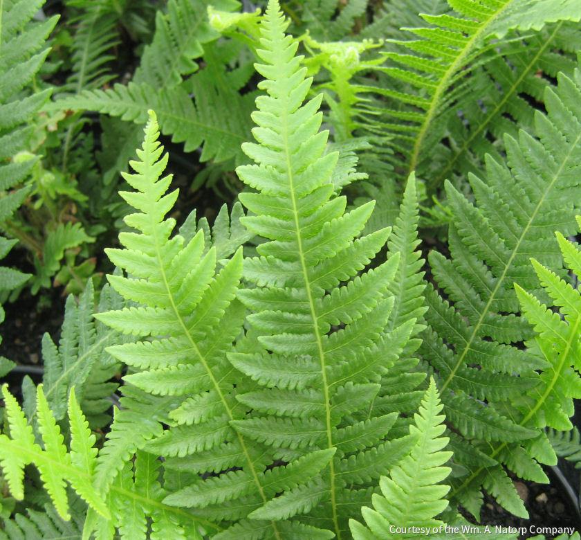 Fern [Japanese Beech]Thelypteris decursi
