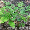 Fern [Royal] Osmunda regalis