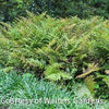 Fern [Brilliance Autumn] Dryopteris e. '