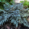 Fern [Godzilla] Athyrium 'Godzilla'