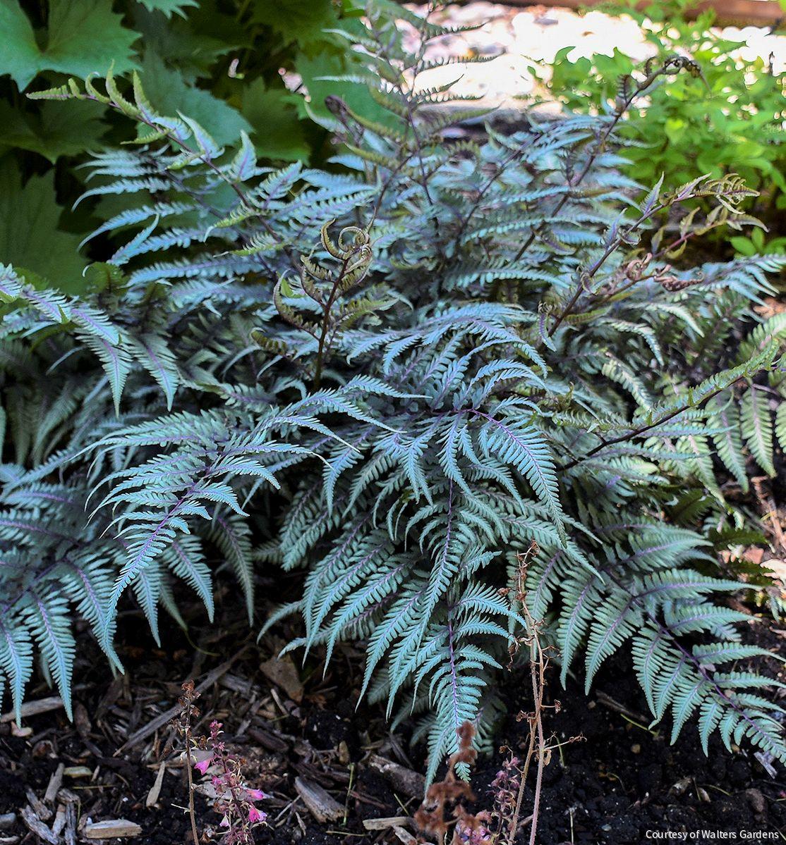 Fern [Godzilla] Athyrium 'Godzilla'