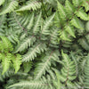 Fern [Japanese Painted] Athyrium n. 'Pic